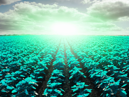 Filières agricoles : comment sécuriser la relation entre agriculteurs et industriels