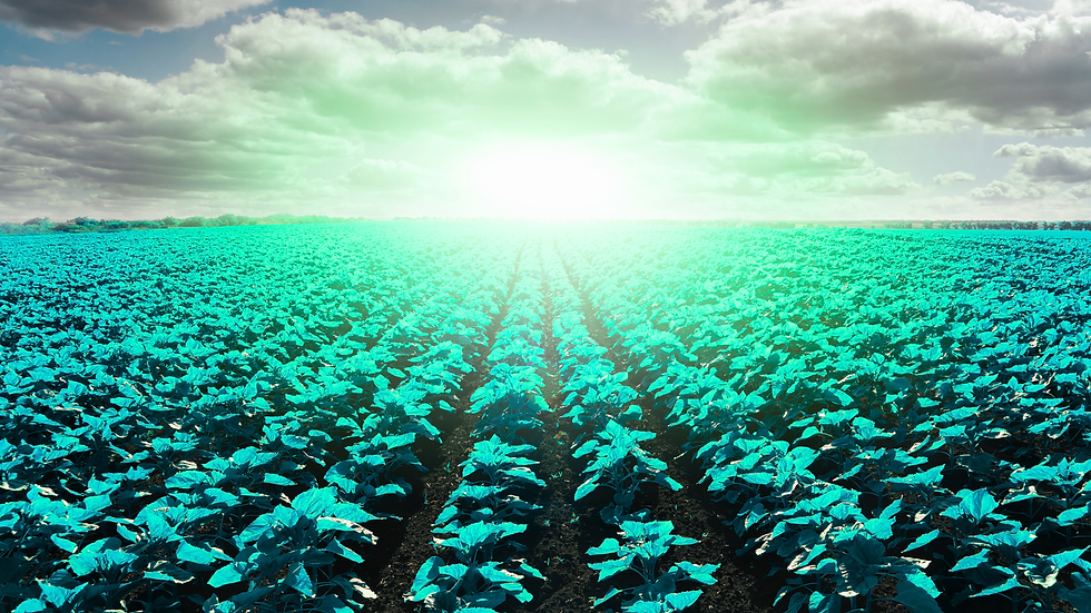 Filières agricoles : comment sécuriser la relation entre agriculteurs et industriels