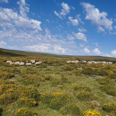 Gathering the Hill Sheep