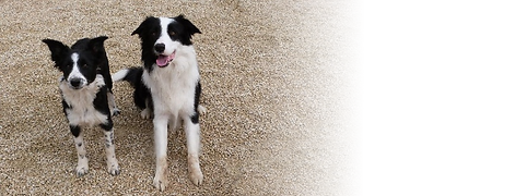 Border collie au gite canin