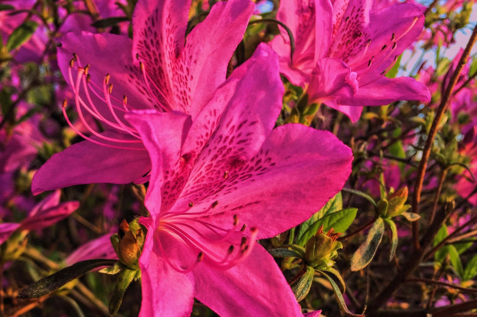 Edited Image 2016-05-21 21-42-06