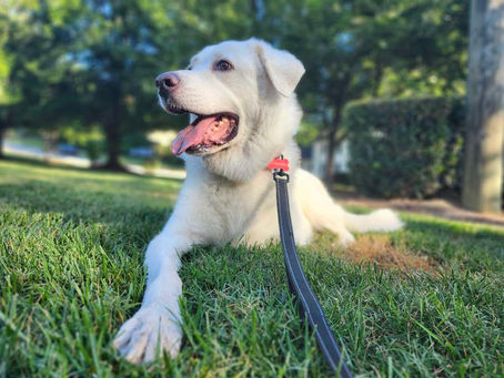 Dog in Greensboro NC