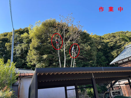 今日も登ってます