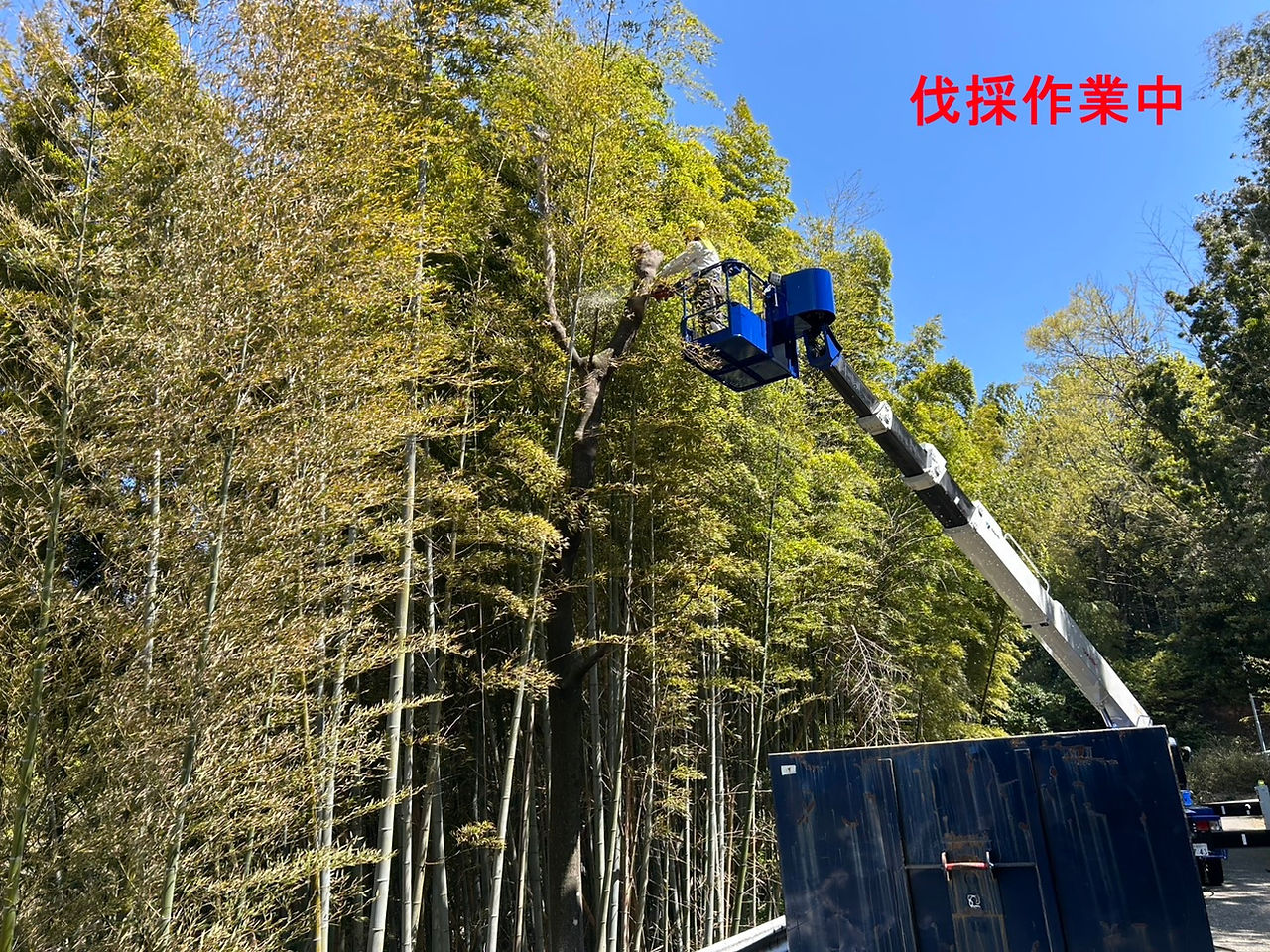高所作業車での伐採1