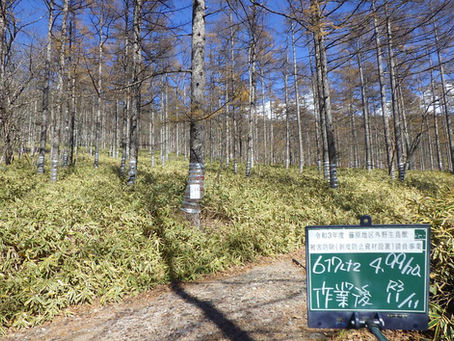 日光森林管理署