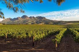 New Zealand/Australia Wine Class- July 14th