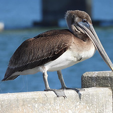 Pelican hurt-ouch-12-21-2021.jpeg