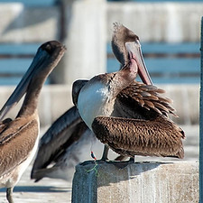 Pelicans hurt-12-21-2021.jpeg