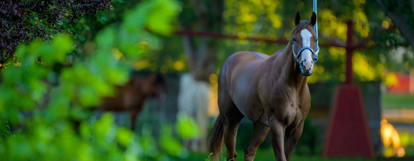 Beautiful shot of a horse walking on the walker with the just the right ambiant light.