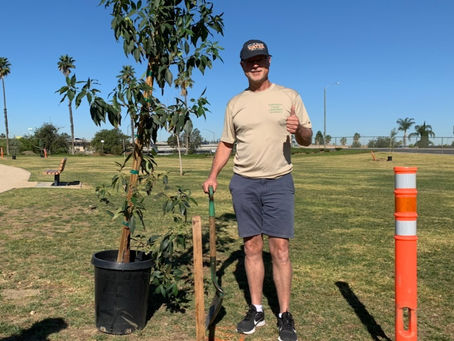 Dan Slater Helps Plant Trees at Grijalva and Yorba Parks