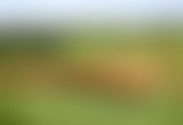 한우 300마리, “우~ 대관령 풀밭으로 나왔소!”