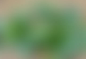 추위 잘 견디는 ‘잎채소’로 겨울 텃밭 풍성