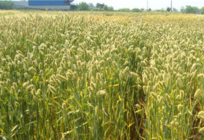 소(牛)가 잘 먹는 청보리 ‘유진’ 보급 시작