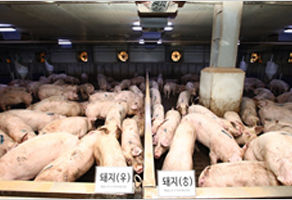 암퇘지·수퇘지 따로 기르면 사료비 줄고 육질 좋아