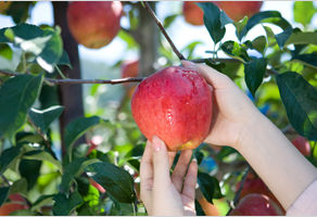 올해 사과 꽃눈 분화율 확인 가지치기 주의