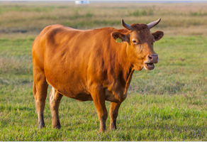 올해 가축인공수정사 시험, 농촌진흥청에서!