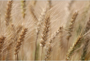 세계 최초 알레르기 저감 밀 ‘오프리’ 개발