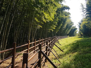 ‘힐링의 숲’, 대나무 숲에서 몸과 마음 치유
