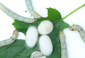 농진청, 실크 구강청결제 개발해 효과 구명