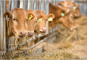 농촌진흥청, 축산 농가 현장 맞춤형 상담 나서