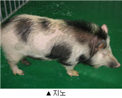 이종이식 연구, 이렇게 준비하면 '돼지'