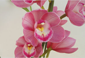 국산 심비디움 ‘해피데이’, 최고가로 일본 수출