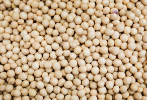 콩은 제때 수확하고 꼭 말려서 저장하세요