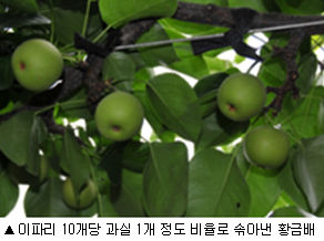 저온 피해 입은 배, 열매 솎는 요령 제시