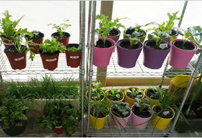 베란다 텃밭 재배 시 창문방향 고려하세요