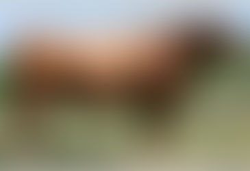 2017 상반기 한우 보증씨수소 16마리 선발