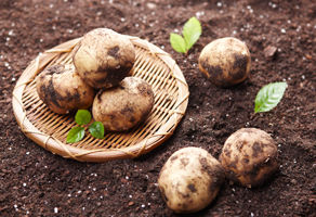 겨울철 하우스 감자, 온도와 환기 관리가 중요