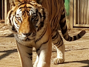 100여년 만에 백두대간 품으로 돌아온 '백두산호랑이'
