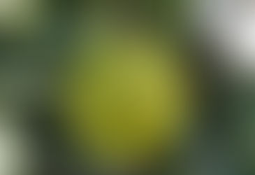 병에 강한 초록색 배 ‘그린시스’ 보급 늘린다