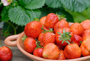 우리 딸기, 더 맛있는 품종·상태로 수출한다