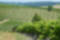1200px-Champagne-Vigny_16_Vignoble_2013.jpg