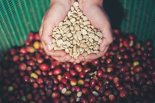 hands-that-carry-coffee-beans_1150-5773.