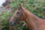 2. PARISH COUNCILLOR (IRE), a five-year-old son of RULER OF THE WORLD who remains unexposed over middle distances and was rated 20lb higher a little over 12 months ago. A genuine and consistent performer, with relatively few miles on the clock, he is ready for a change in tactics to return to winning ways. RACE FORM.