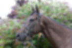 4. INVINCIBLE NAVY (IRE), a four-year-old son of INVINCIBLE ARMY, out of the DARK ANGEL mare LADY ARABELLA. His recent form for previous handlers has suffered, however, now rated in the low 40s, he is perfectly primed for his new owners to exploit. An exciting project, the James Owen team are hoping to find the key to this horse and provide his new owners with a lot of fun days on the track. RACE FORM.