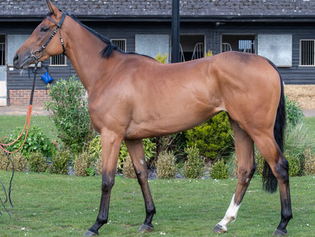 Shares Available In Well Handicapped Filly