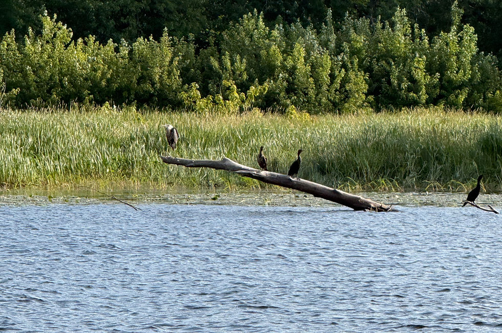 Great blue heron and cormorants hanging out on a large fallen tree in the St. John River.