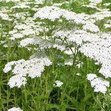 Yarrow