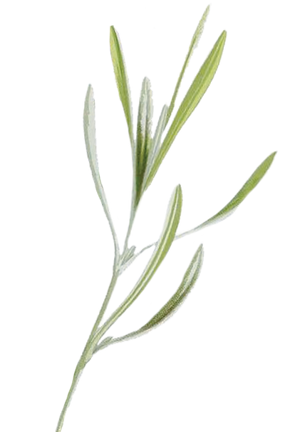 prop_quemSomos2.png