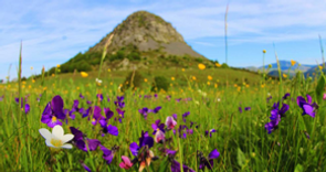 Mont_gerbier_des_dabs.png