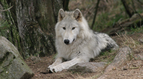 loup.png