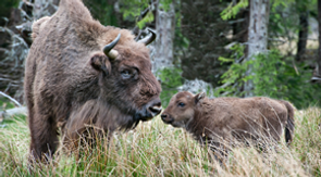 bisons.png