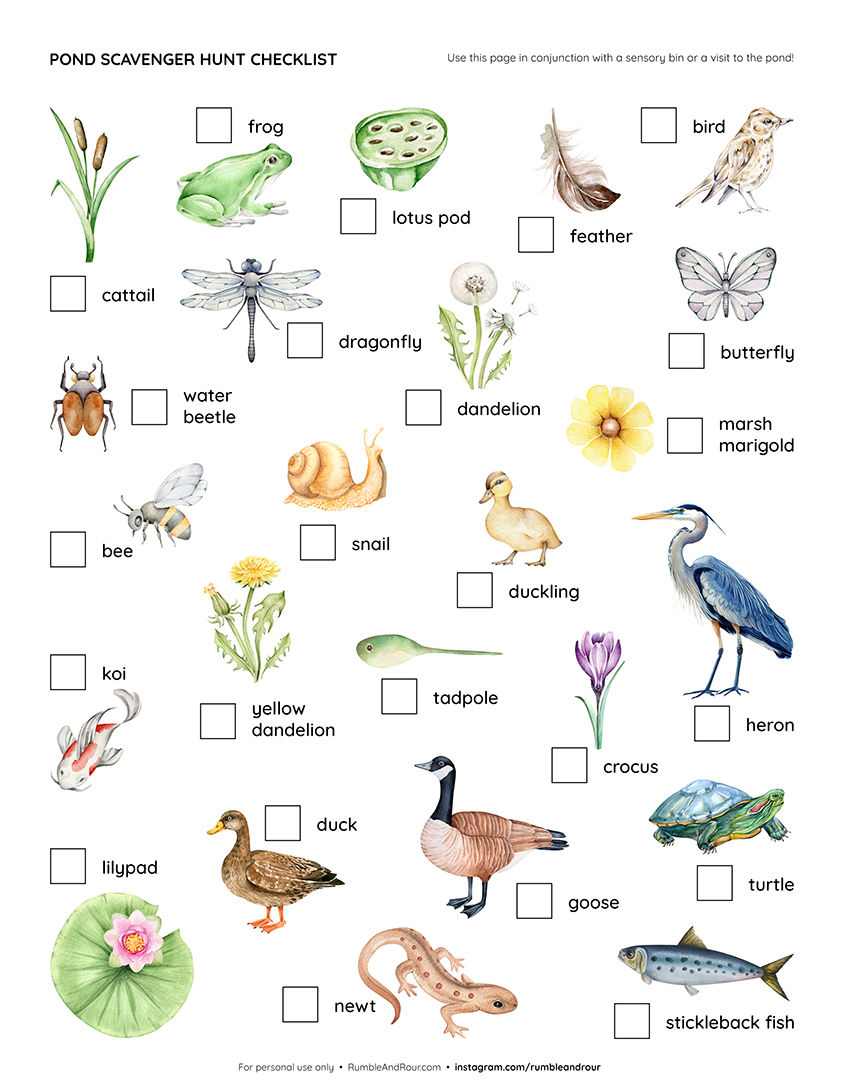 Thumbnail: Pond Scavenger Hunt