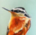 PinkBird.jpg
