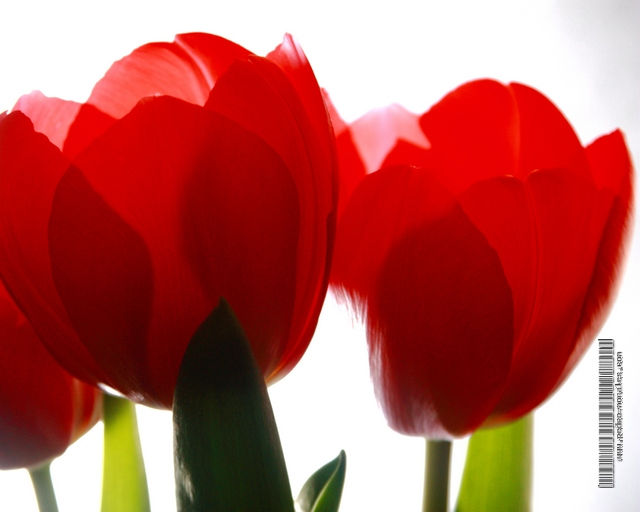 Tulip