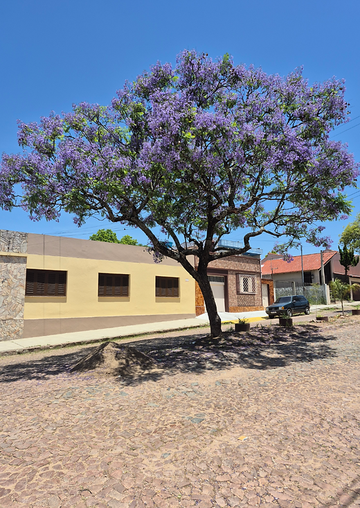 JACARANDÁ