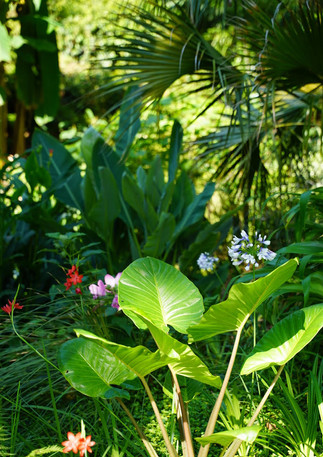 Jardin-barthes-canopee-9.jpg